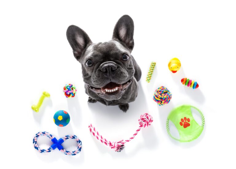 French bulldog sitting among colorful toys, looking up with curiosity