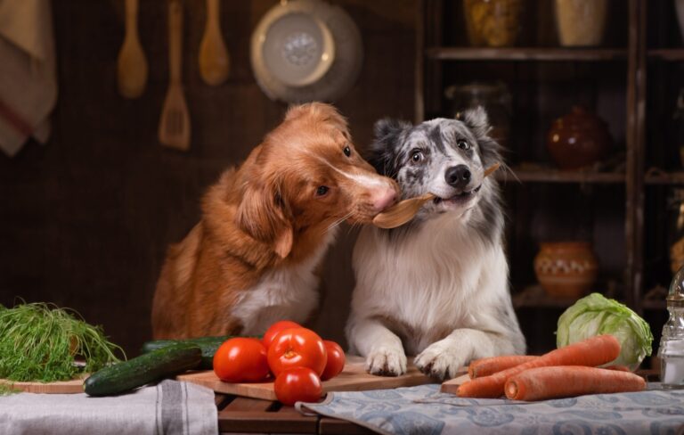 Dog sniffing fresh food ingredients – represents the importance of a healthy and varied diet for dogs.