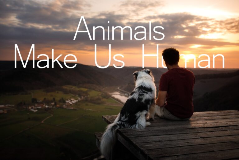 Person and dog sitting together overlooking a scenic sunset, representing the bond between humans and animals