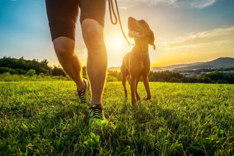 Runner and dog silhouetted in sunset during outdoor training session on a field