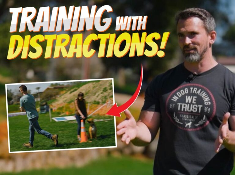 Man training dog outdoors with text overlay “Distractions” — representing public dog training and focus-building.