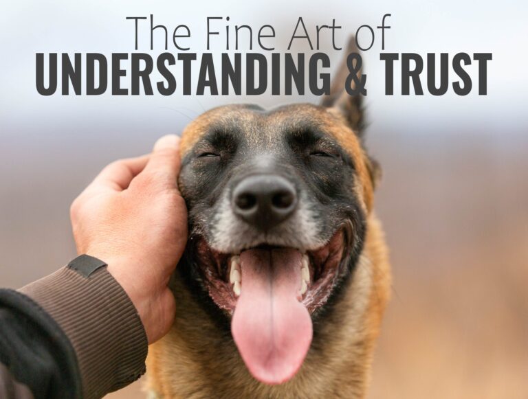 Close-up of a happy dog being gently touched on the head, symbolizing trust and connection.