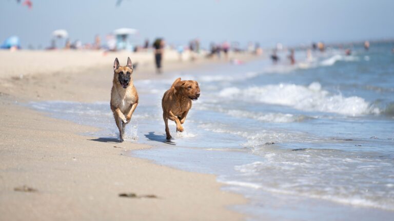 Dogs playing freely on the beach, symbolizing the outcome of effective, positive dog training techniques.