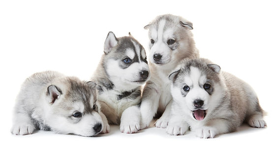 puppy training