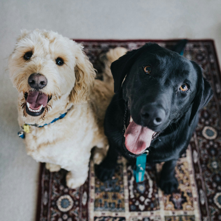 Two happy dogs—sitting side by side, looking up with relaxed expressions.