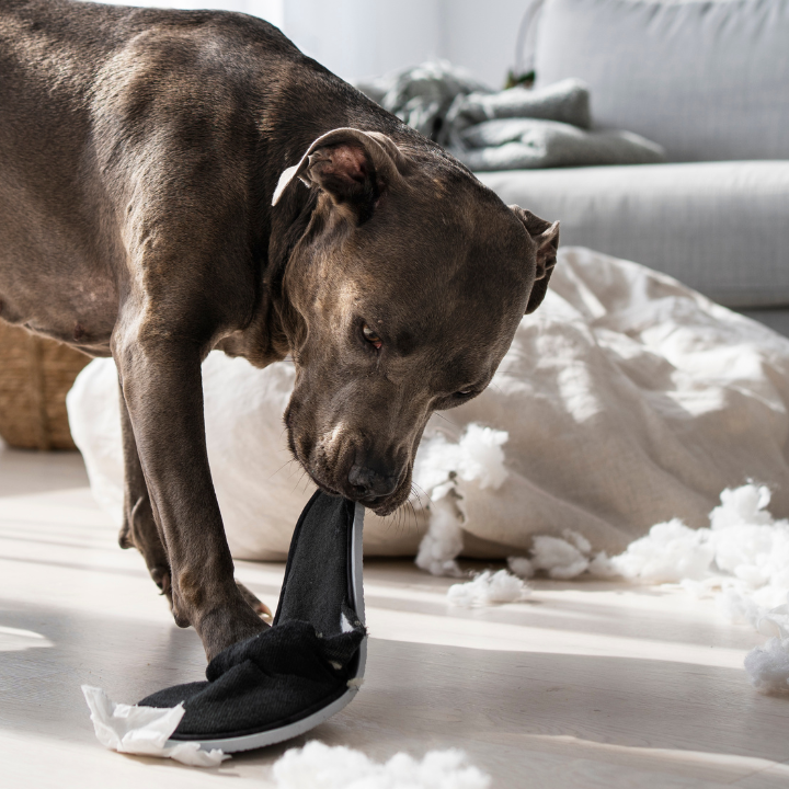Dog chewing a shoe on the couch, showing signs of separation anxiety or destructive behavior.