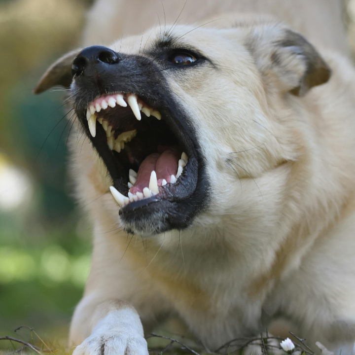 Aggressive dog showing teeth and barking, indicating reactivity or fear-based behavior.