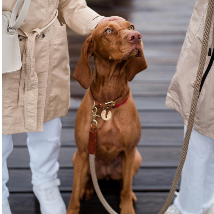 Well-behaved dog walking calmly beside a person during leash training.