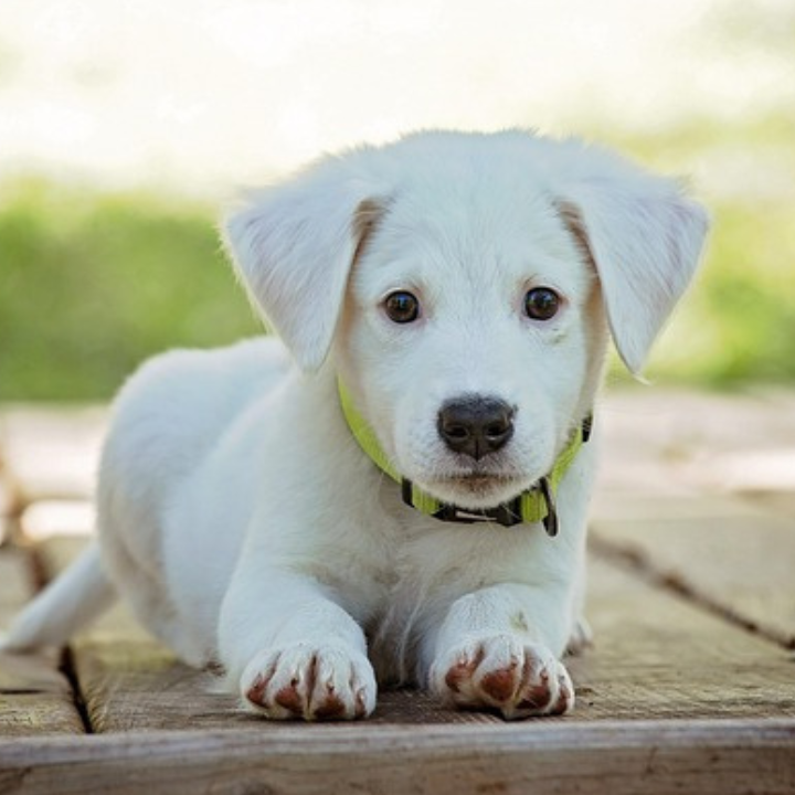Young white puppy lying down on a blanket, looking directly at the camera.