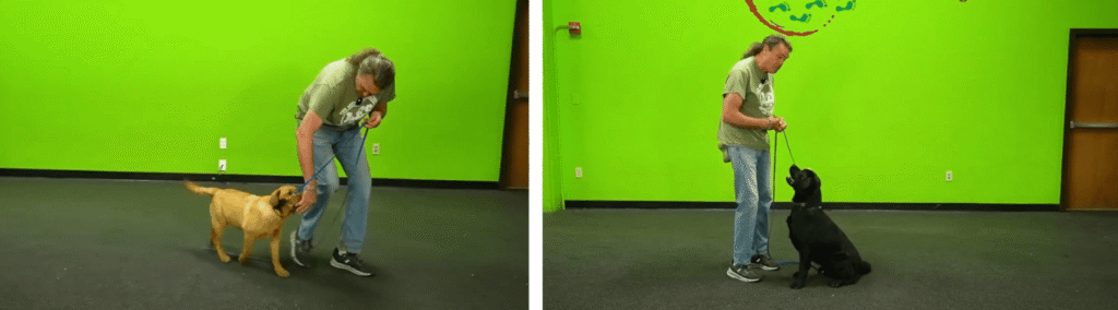 Michael Ellis demonstrates engagement training with two Labradors from Dog Training Decoded