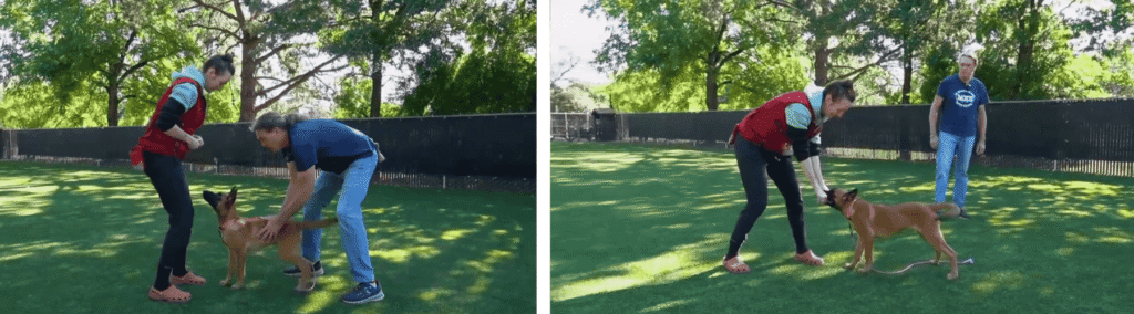 Michael Ellis coaches a handler working her dog, Ollie, through engagement exercises—adding distractions and practicing clean “outs” to maintain focus and enthusiasm.