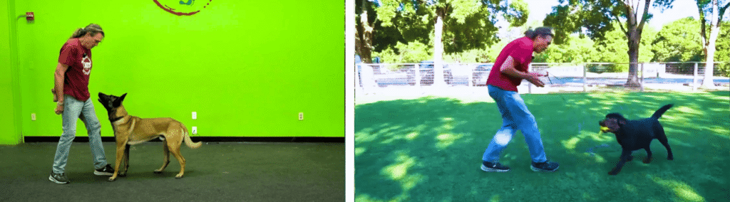 Michael Ellis demonstrating advanced engagement with his Malinois, Snug (left), and play with the Labrador, Potato (right).